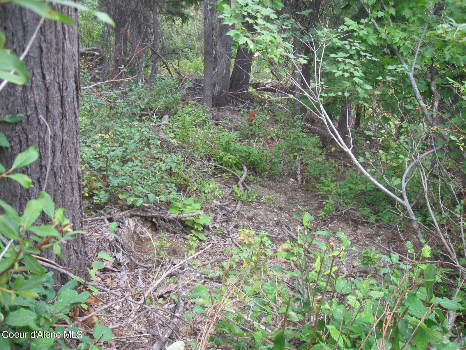 06 Parallel Run Sandpoint, ID 83864 - Photo 5 of 6 IMG_0623