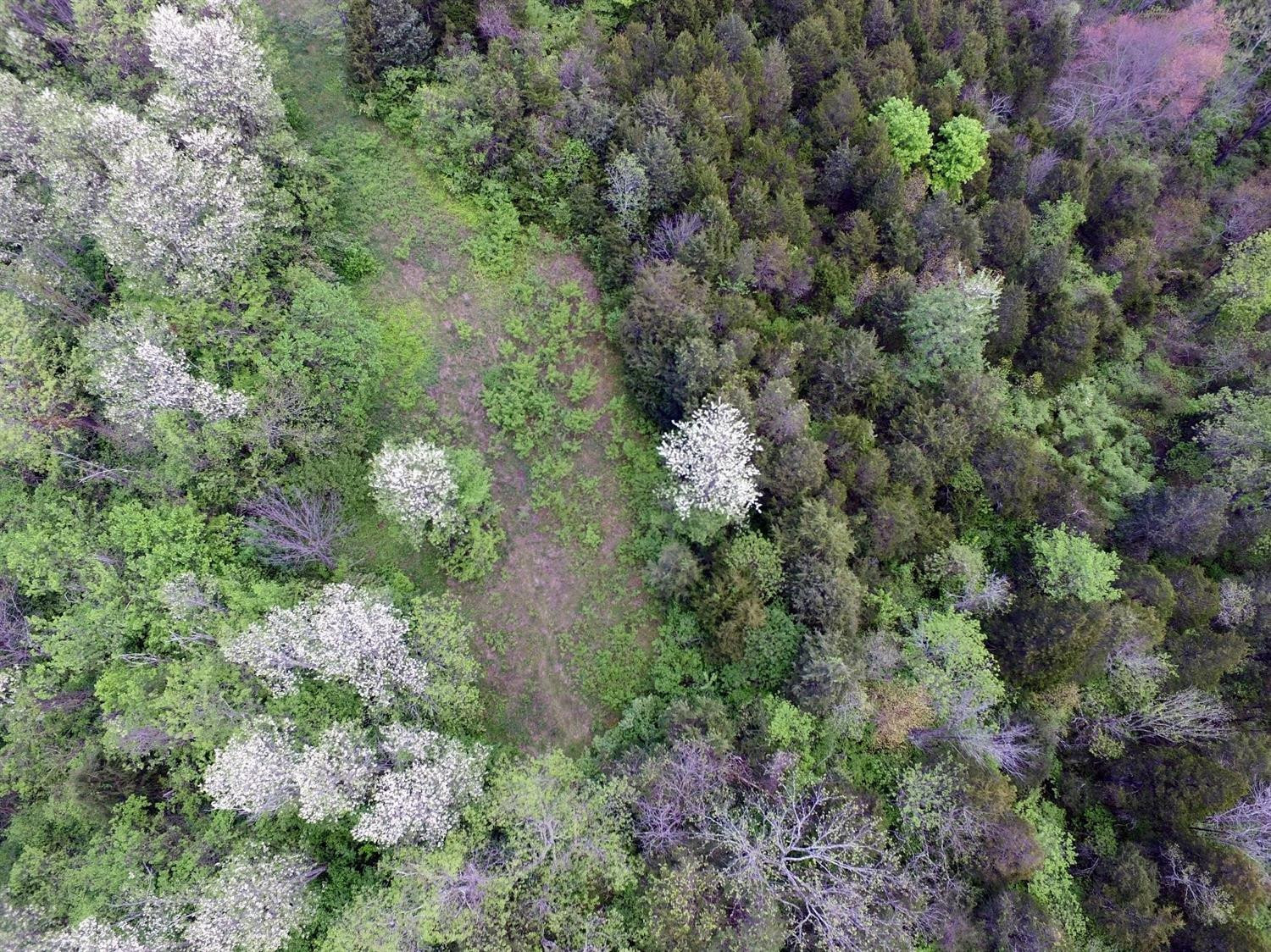 99999 Maple Grove Road Richmond, KY 40475 - Photo 10 of 21 Prime time hunting land! Monster Whiteta