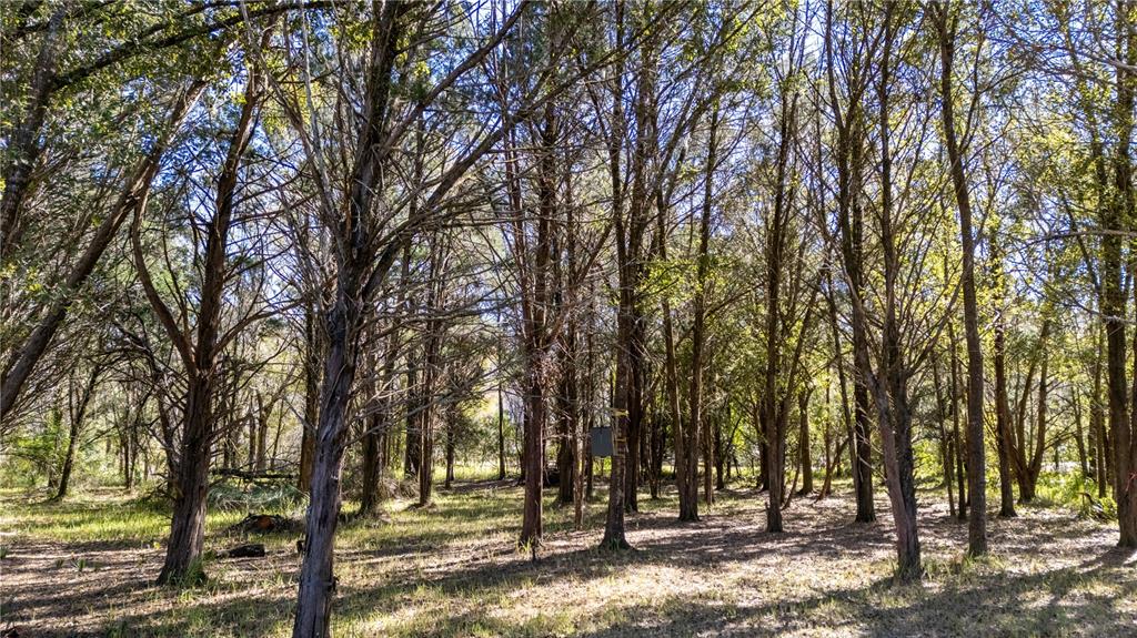 4539 Cobb Road Land O Lakes, FL 34638 - Photo 14 of 18 a view of outdoor space with trees