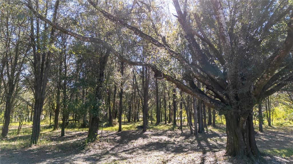 4539 Cobb Road Land O Lakes, FL 34638 - Photo 15 of 18 a view of outdoor space with trees
