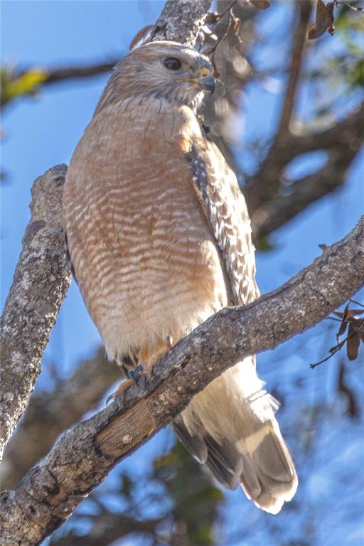 4539 Cobb Road Land O Lakes, FL 34638 - Photo 3 of 18 a view of a wooden hall with a bench