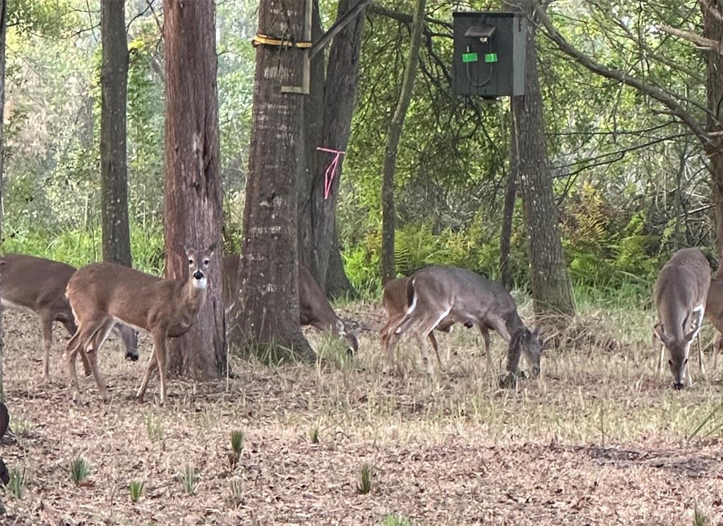 4539 Cobb Road Land O Lakes, FL 34638 - Photo 5 of 18 a backyard of a house with lots of green space and fountain