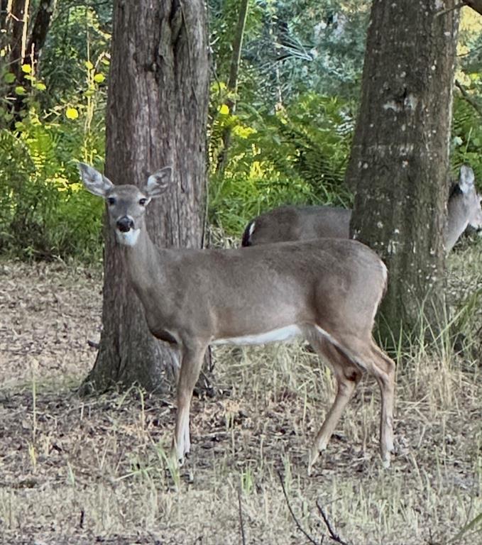 4539 Cobb Road Land O Lakes, FL 34638 - Photo 7 of 18 a view of a yard with plants and a bench