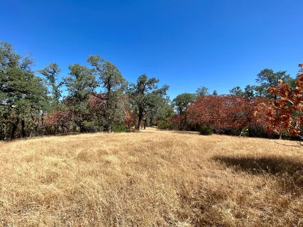 a view of dirt yard with a tree