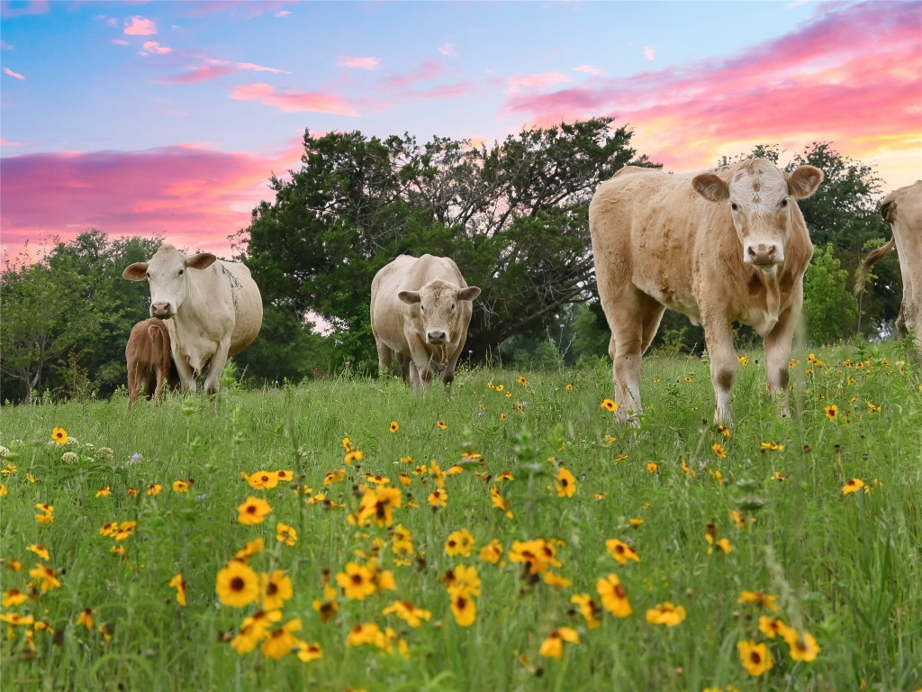 1515 County Road 315 Jarrell, TX 76537 - Photo 15 of 15