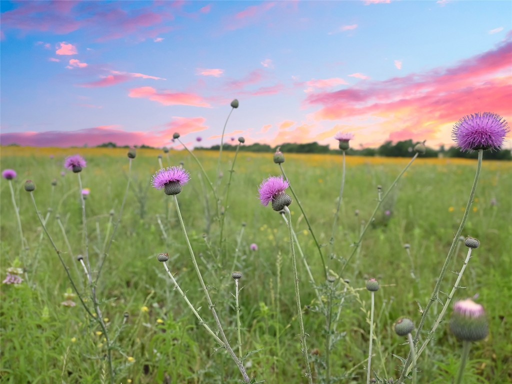 1515 County Road 315 Jarrell, TX 76537 - Photo 6 of 15