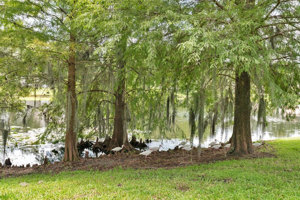 6139 Andreozzi Lane Windermere, FL 34786 - Photo 7 of 53 a backyard of a house with lots of green space