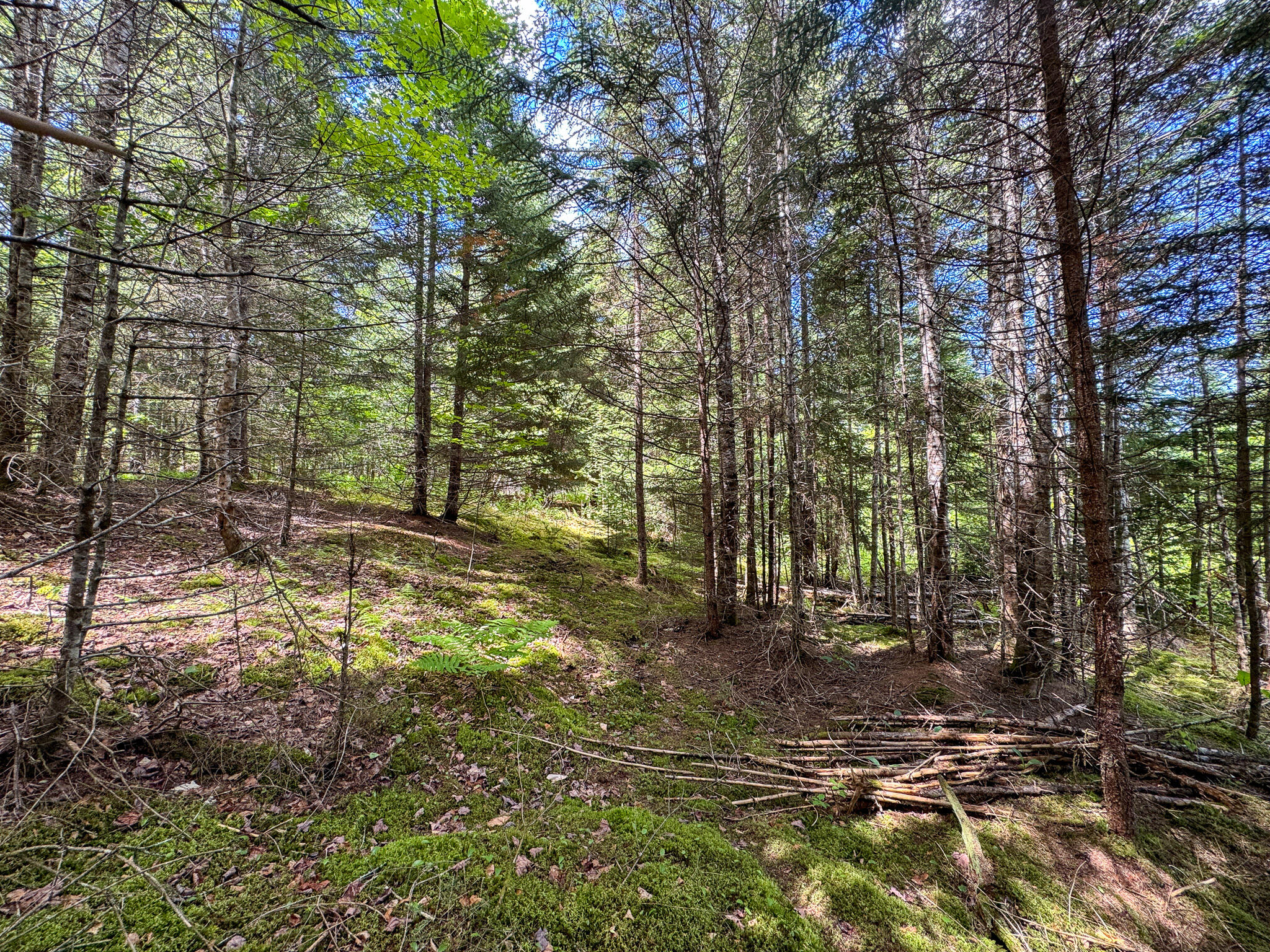 B B Lookout Lane Springfield, ME 04487 - Photo 20 of 33