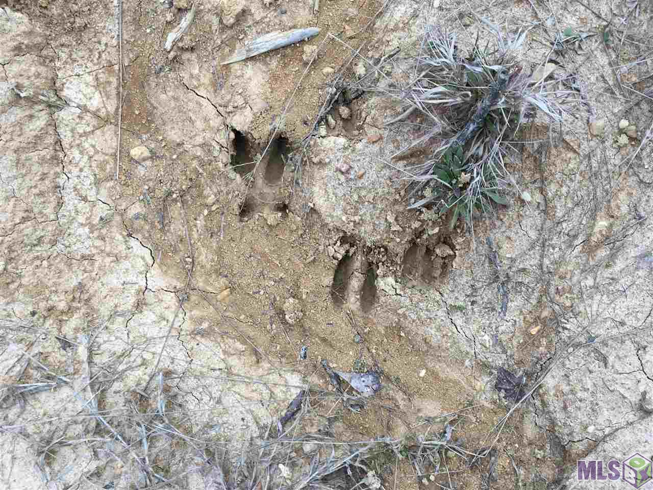 0 Nebo Road Gloster, MS 39638 - Photo 17 of 17