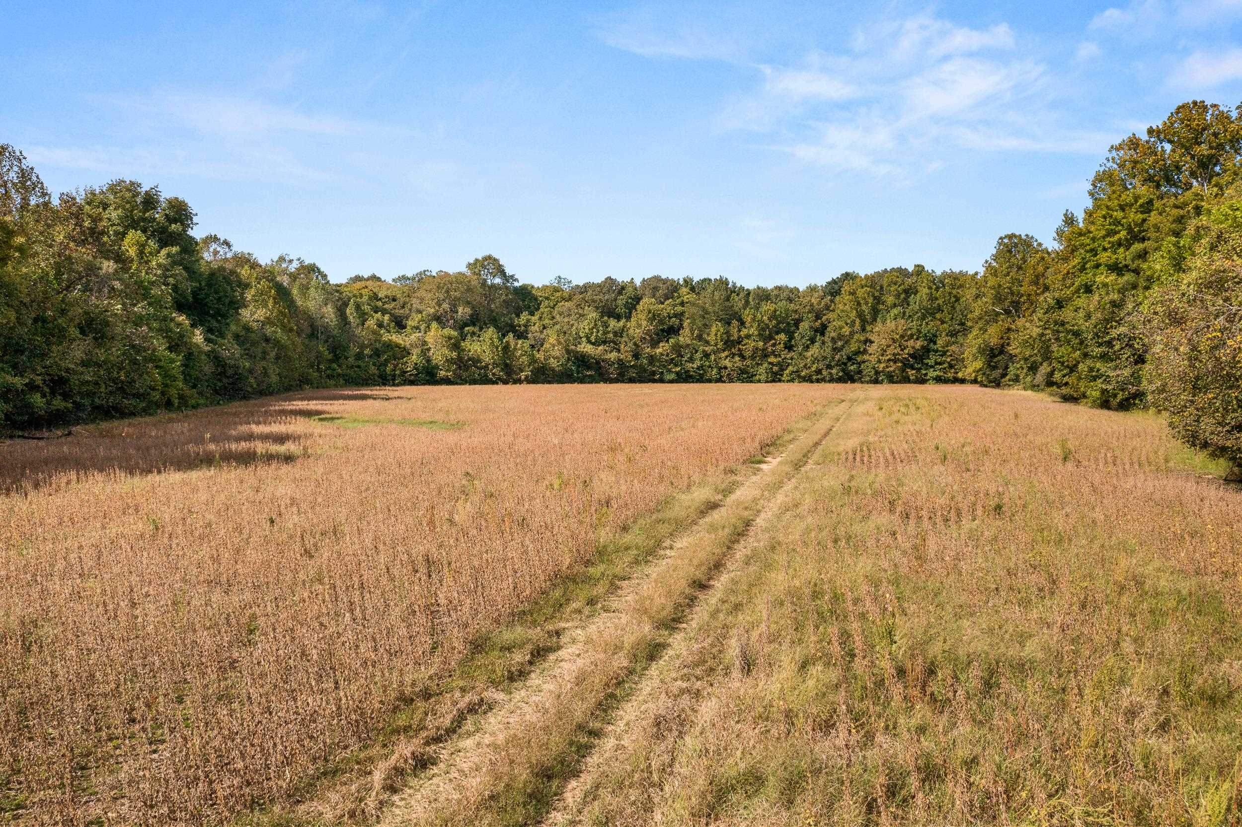 East Moose Road Arlington, TN 38002 - Photo 3 of 5 View of woods featuring a view of rural / pastoral area