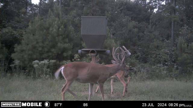 1743 Ripley Route North Doniphan, MO 63935 - Photo 13 of 91