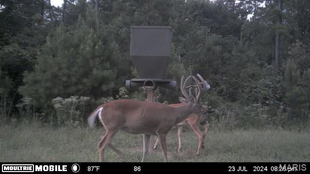 1743 Ripley Route North Doniphan, MO 63935 - Photo 21 of 97