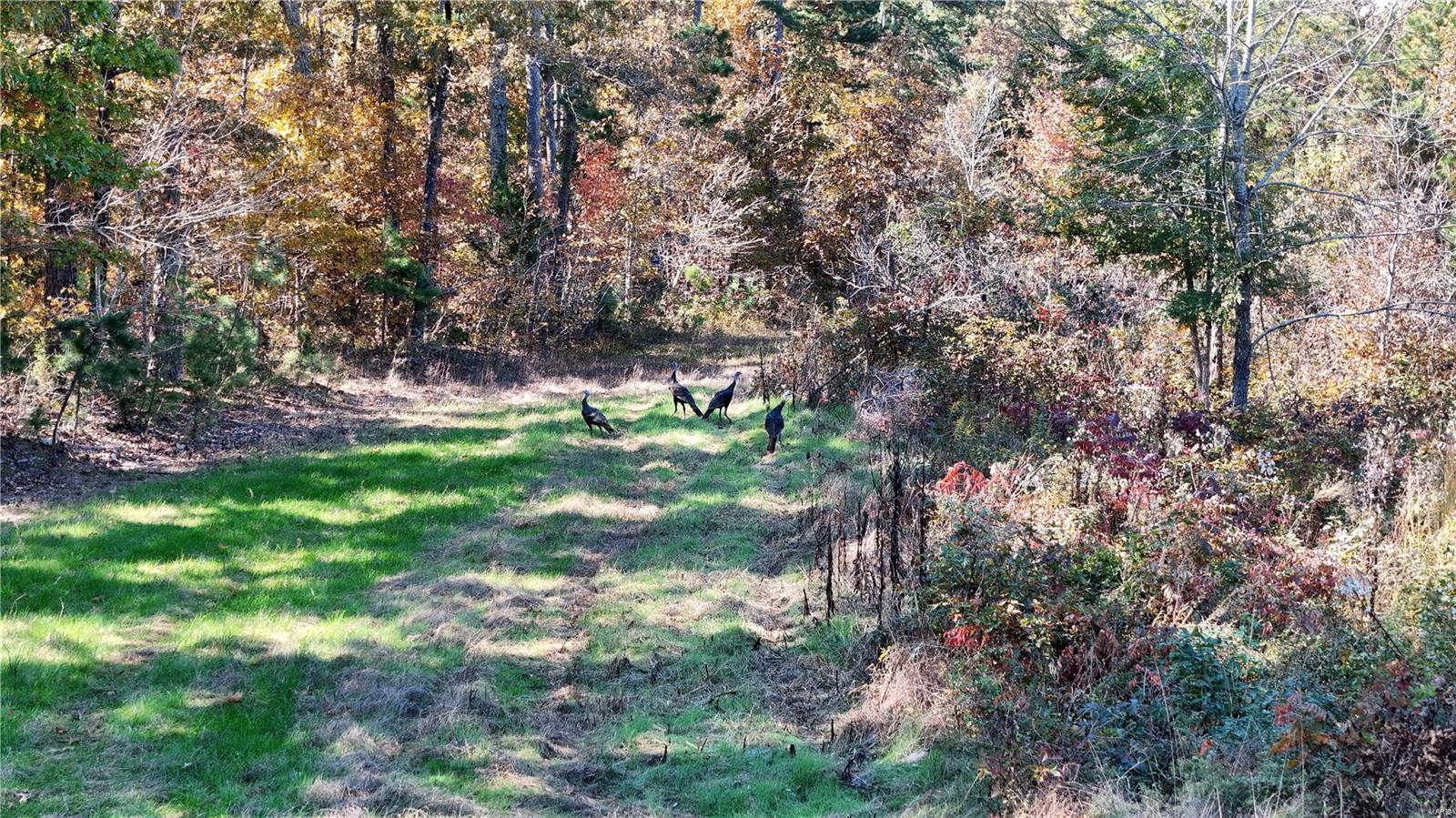 1743 Ripley Route North Doniphan, MO 63935 - Photo 55 of 91