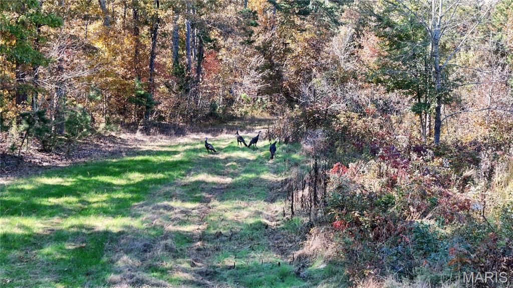 1743 Ripley Route North Doniphan, MO 63935 - Photo 55 of 91