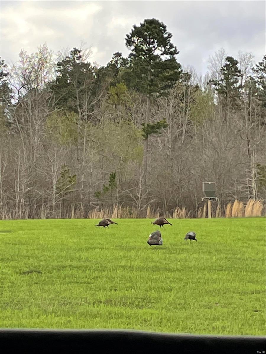 1743 Ripley Route North Doniphan, MO 63935 - Photo 68 of 91