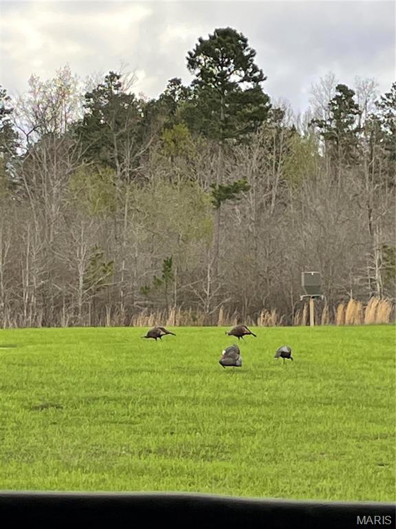 1743 Ripley Route North Doniphan, MO 63935 - Photo 68 of 91