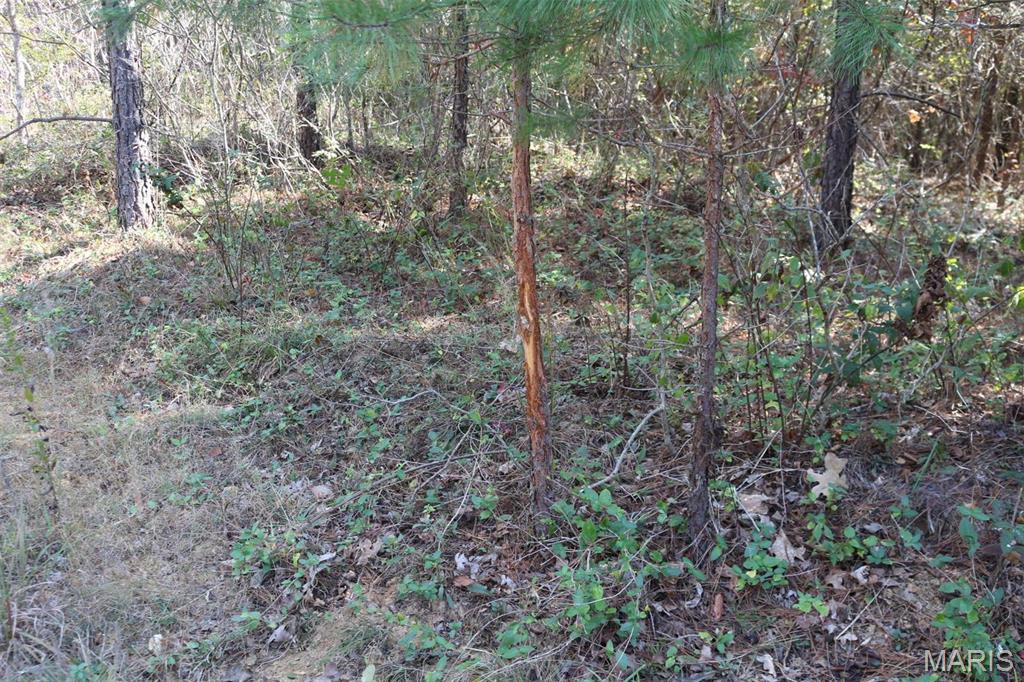 1743 Ripley Route North Doniphan, MO 63935 - Photo 79 of 91