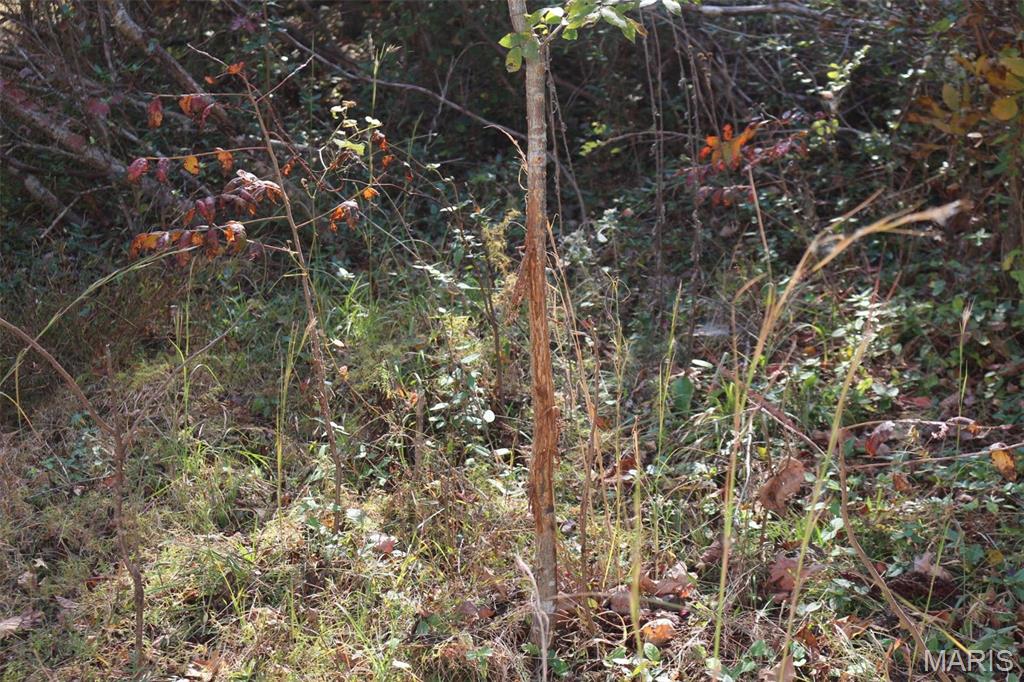 1743 Ripley Route North Doniphan, MO 63935 - Photo 84 of 91