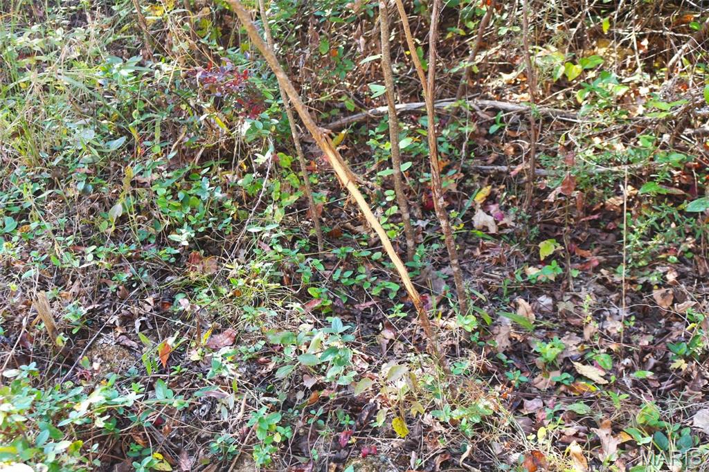 1743 Ripley Route North Doniphan, MO 63935 - Photo 86 of 91