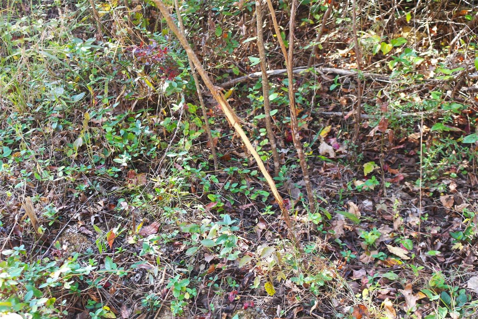 1743 Ripley Route North Doniphan, MO 63935 - Photo 86 of 91