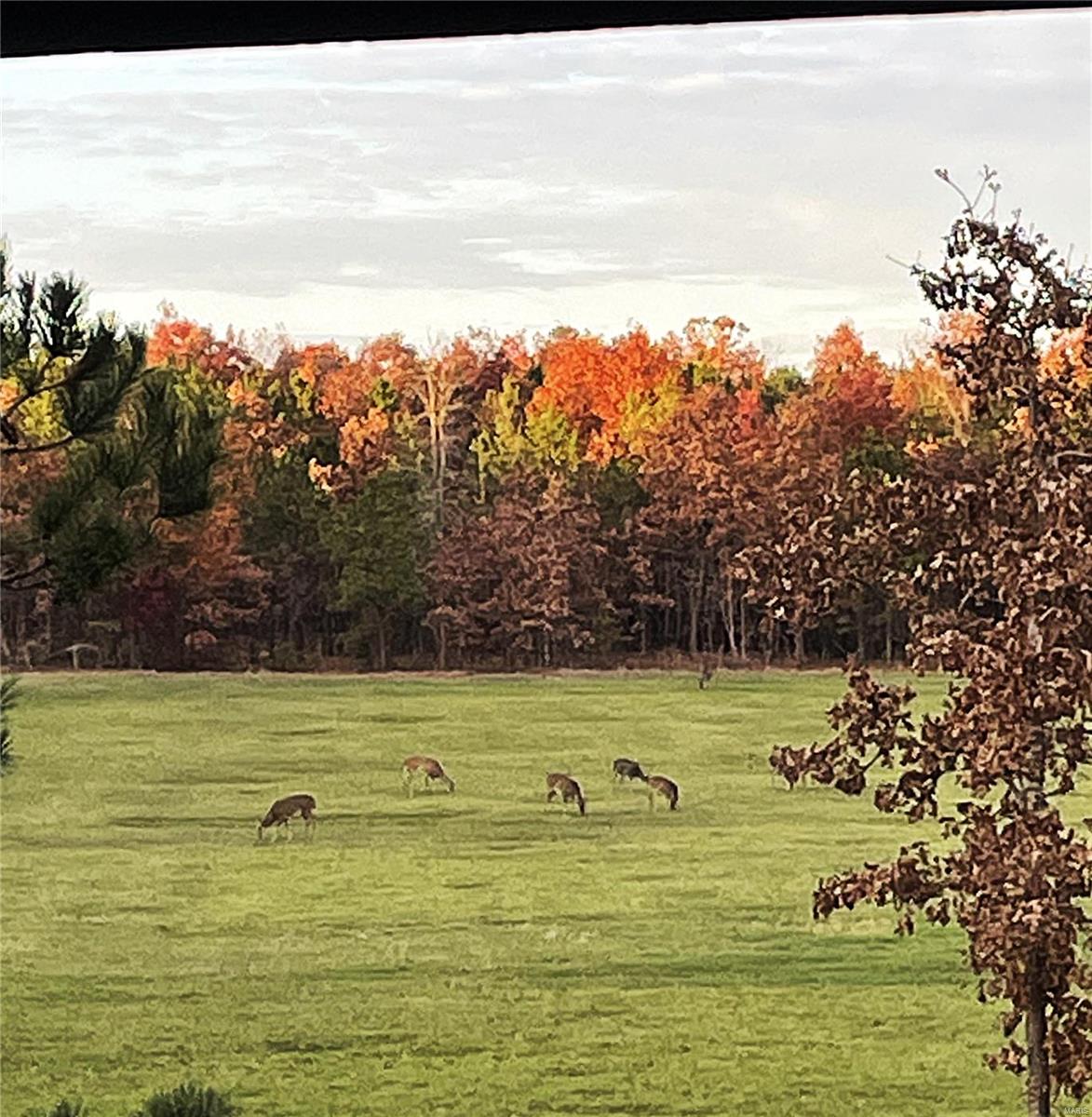 1743 Ripley Route North Doniphan, MO 63935 - Photo 91 of 91