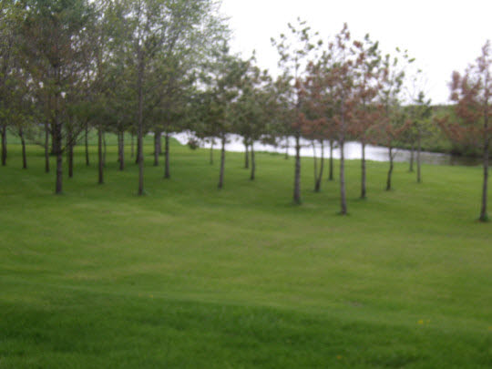 7235 Garden Prairie Road Garden Prairie, IL 61038 - Photo 9 of 11 a big yard with trees