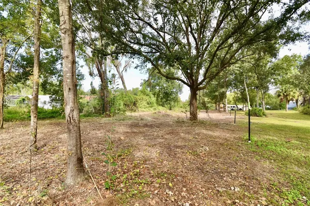 a view of a tree in the middle of a yard