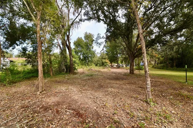 a view of a tree in the middle of a yard