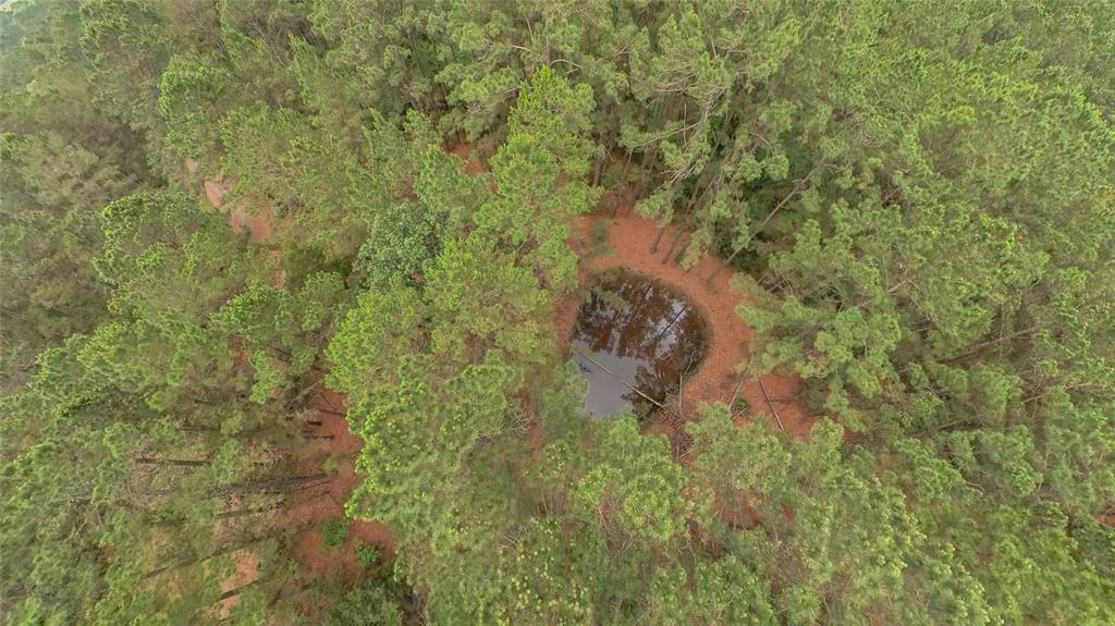 273 F C R 273 Oakwood, TX 75855 - Photo 2 of 8 a view of a forest with a tree