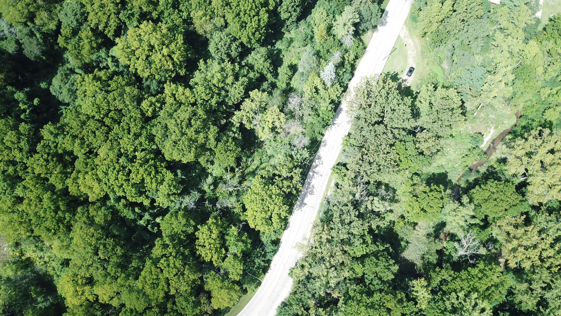 a view of a lush green forest