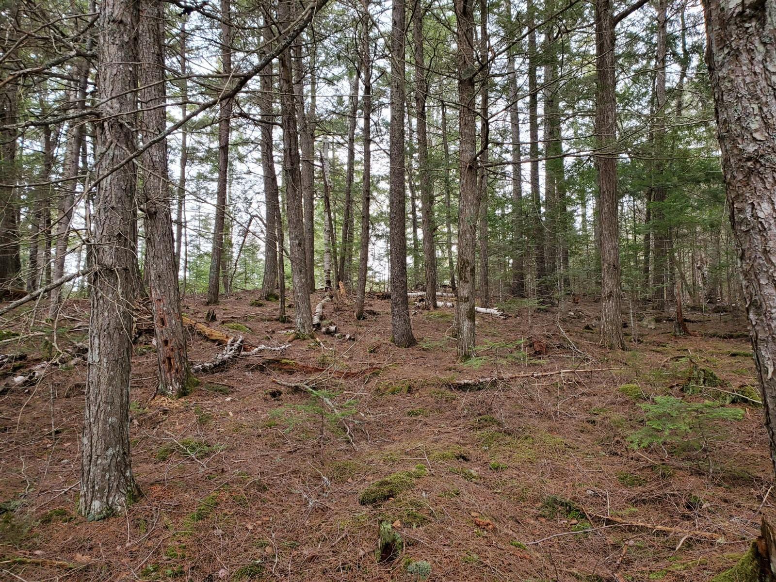 Lot 1 Deer Point Road Robbinston, ME 04671 - Photo 3 of 21 20200422_123937