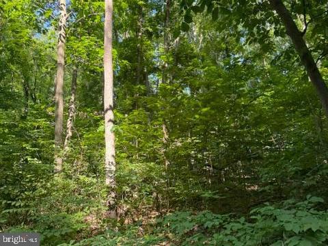 0 Lot 413 Easy Hollow Road, Unit LOT 413 Front Royal, VA 22630 - Photo 2 of 4 Beautiful tall trees on this secluded lot