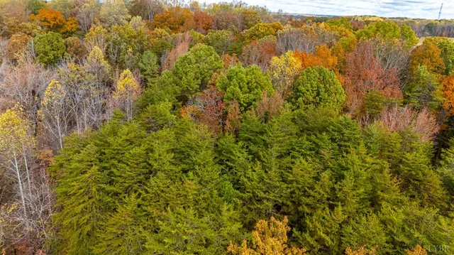 a view of a tree with a yard