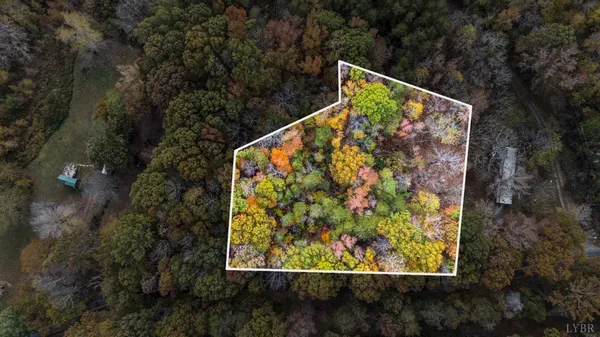 a view of a garden with plants and large trees