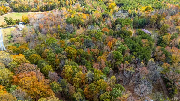 a view of a forest with a tree