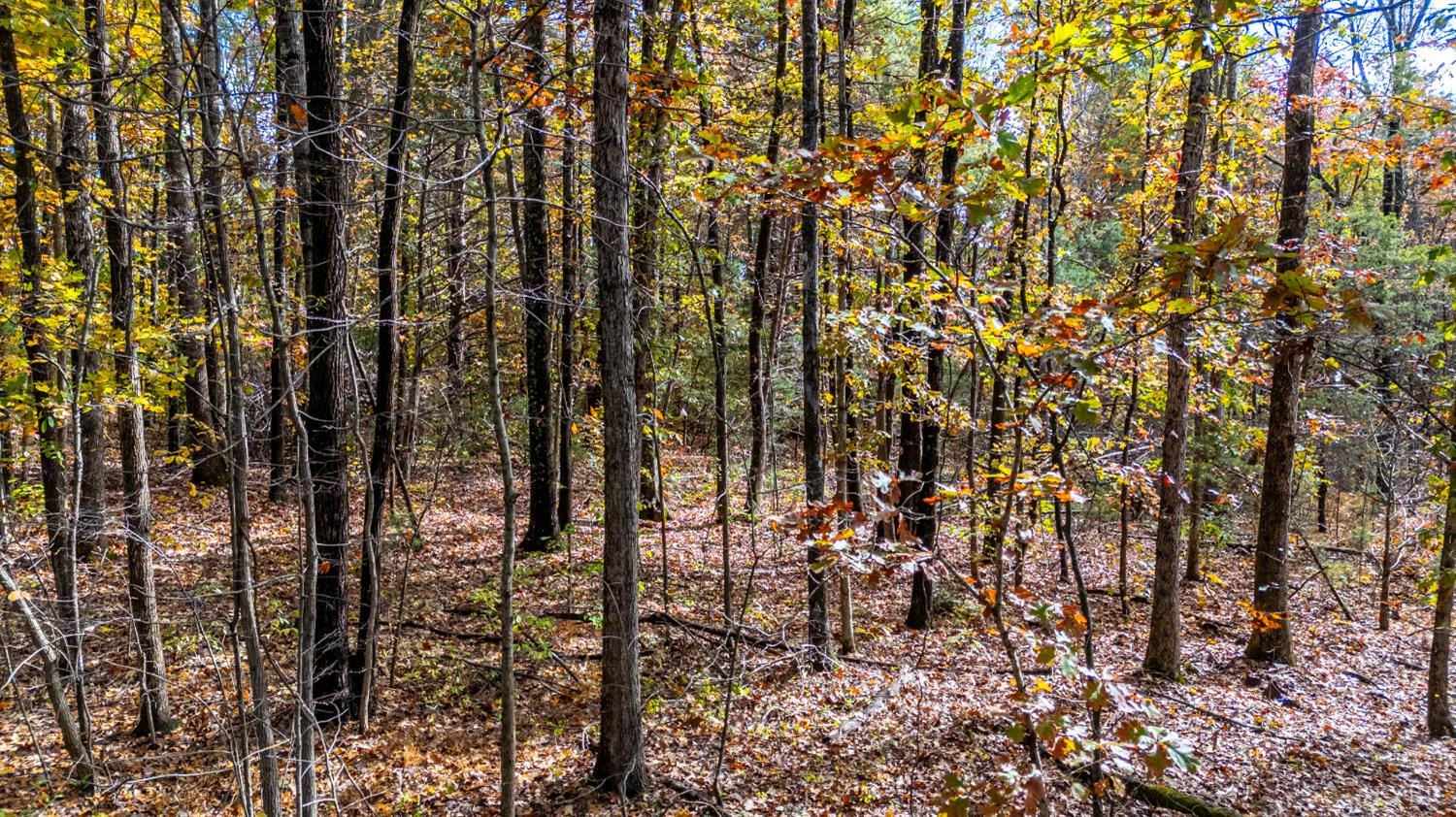0 Prospect Road Prospect, VA 23960 - Photo 22 of 23 a view of a yard