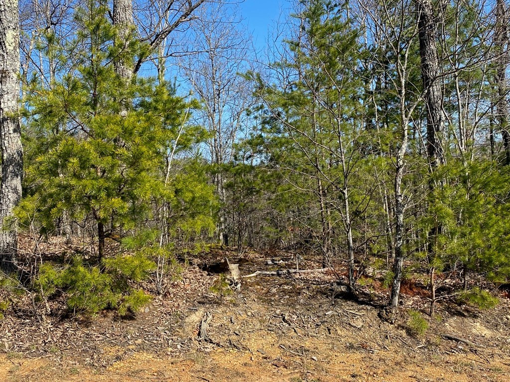 1706 Pinestand Rdg Way Sevierville, TN 37862 - Photo 2 of 8