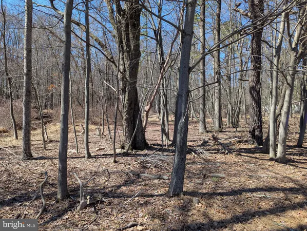a view of a backyard with trees