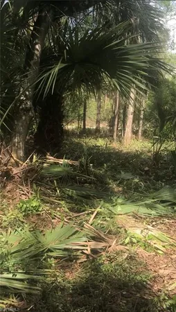 a view of a yard with a tree