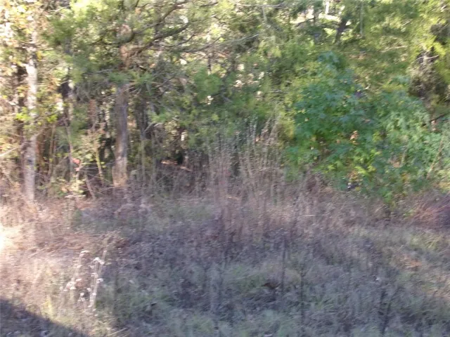 a view of a forest with trees in the background