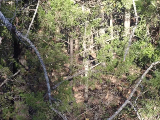 a close up of a tree