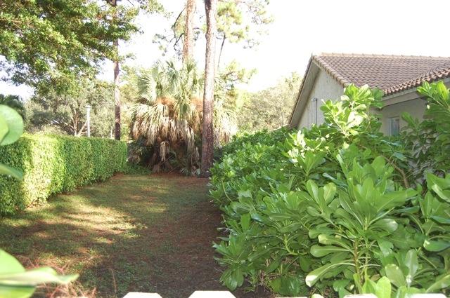 2899 Northwest 24th Court Boca Raton, FL 33431 - Photo 27 of 31 a view of a yard with plants and large trees