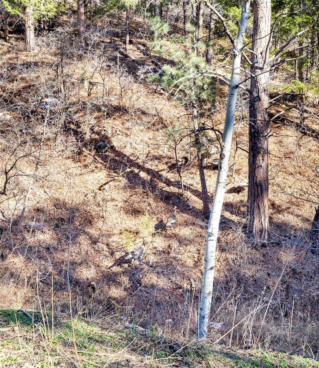 9079 South Murphy Gulch Road Littleton, CO 80127 - Photo 34 of 34