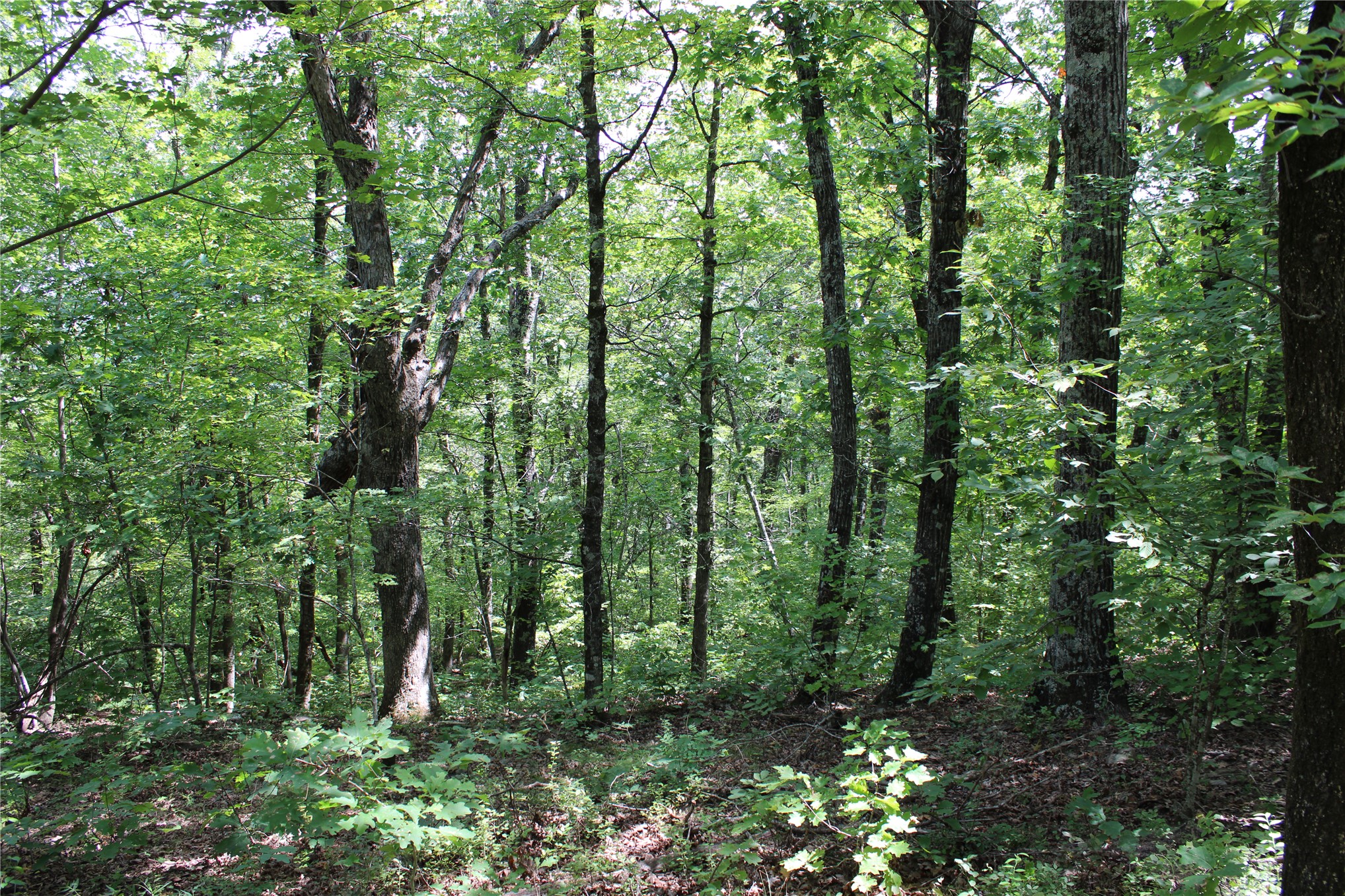 Buffalo Mountain Road Talihina, OK 74571 - Photo 16 of 25 Wooded lot featuring mature deciduous trees and undergrowth