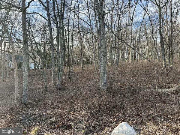 a view of a forest with trees in the background