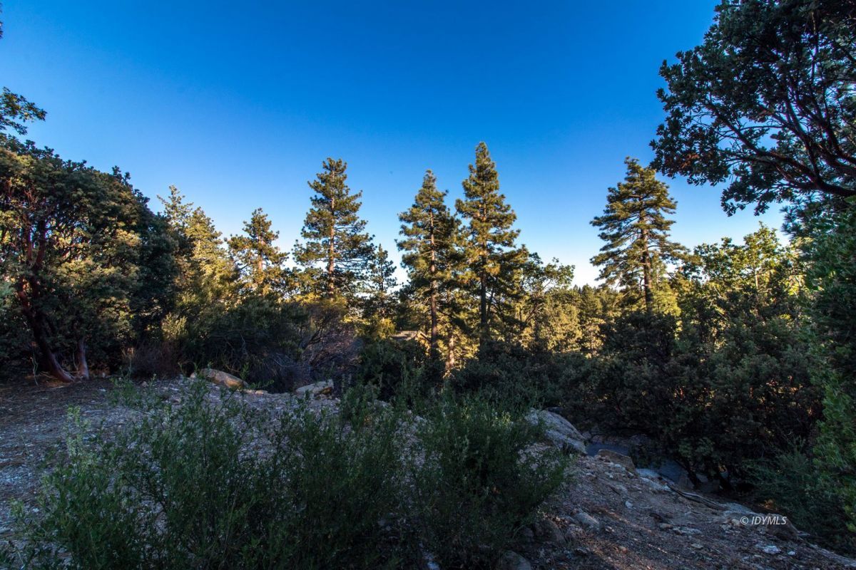 52830 Cedar Crest Drive Pine Cove, CA 92549 - Photo 30 of 31 a view of a tree in a field with a tree