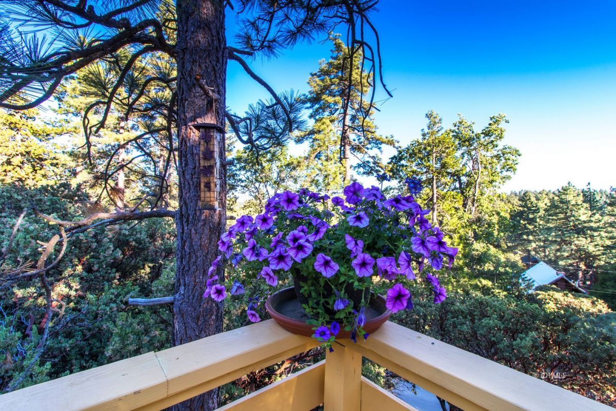 52830 Cedar Crest Drive Pine Cove, CA 92549 - Photo 5 of 31 a view of a flower in a garden