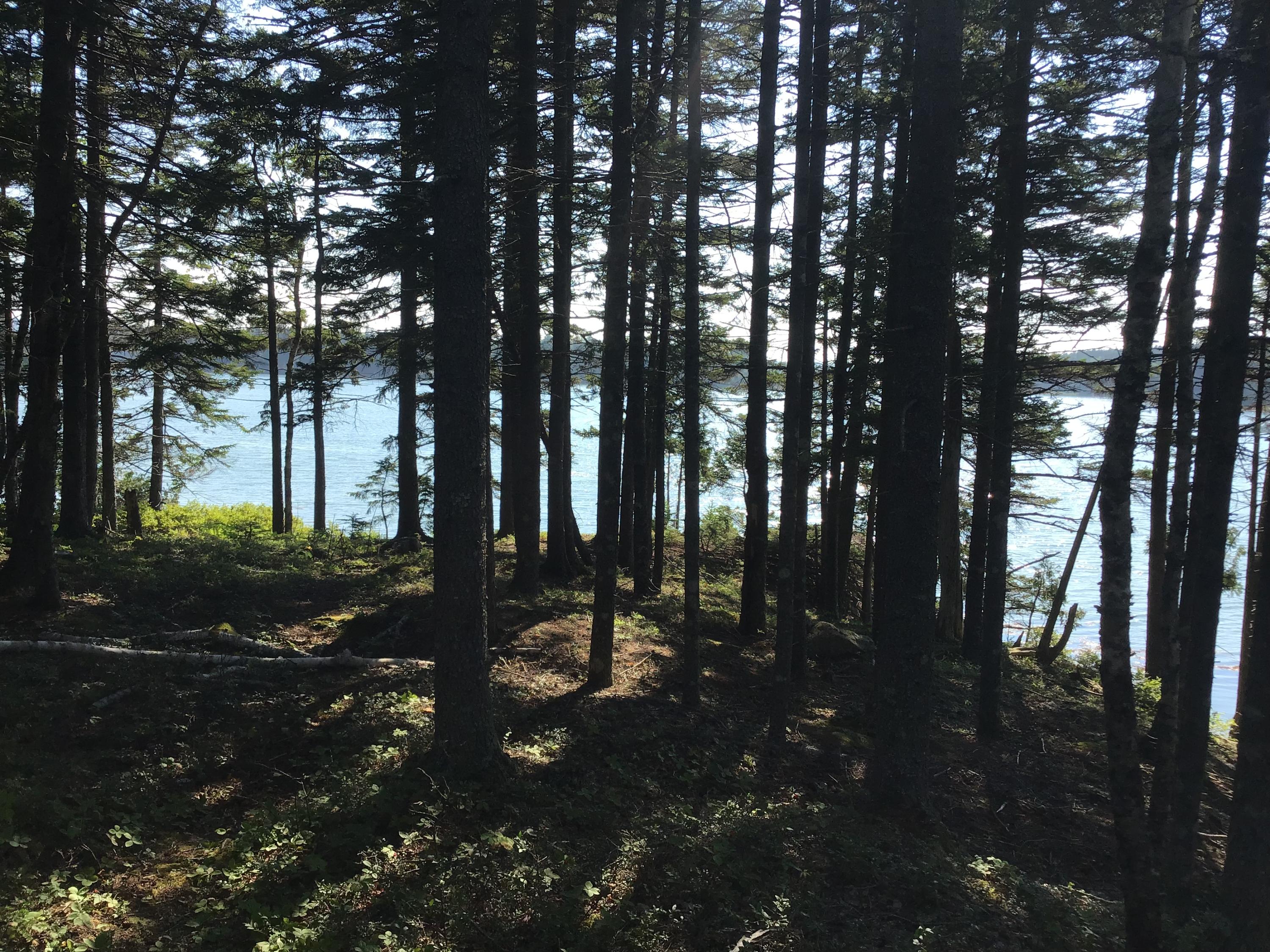 Lot 2 East Eagle Point Road Milbridge, ME 04658 - Photo 10 of 14 IMG_2717