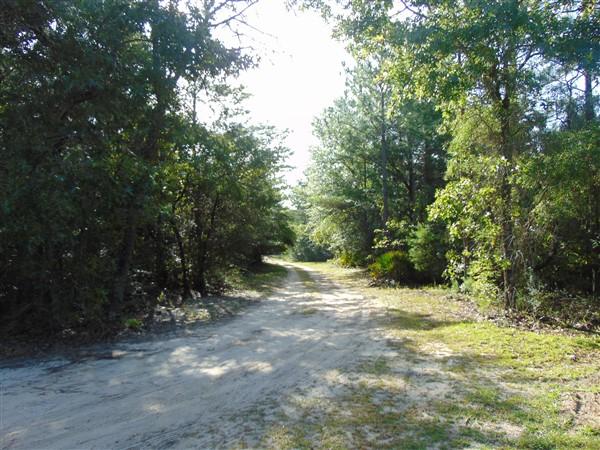 1051 Hinote Road DeFuniak Springs, FL 32433 - Photo 14 of 39 a view of a forest with trees