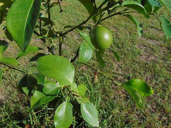 1051 Hinote Road DeFuniak Springs, FL 32433 - Photo 21 of 39 a view of a plant in a garden